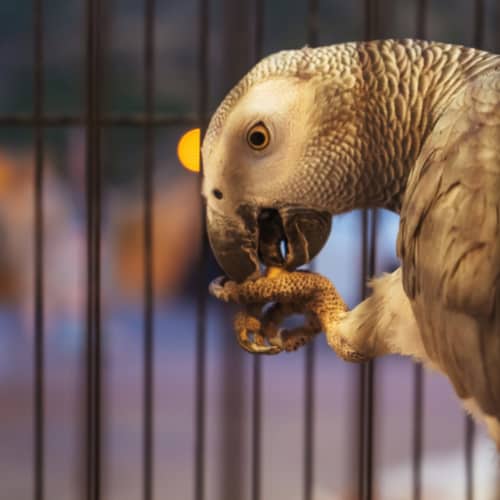 african grey parrots care