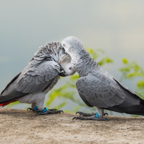 african grey parrots playing