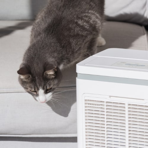 cat behavior