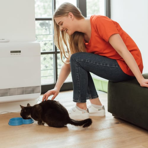 cat feeding