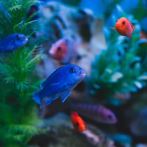 danger of nitrates in aquarium
