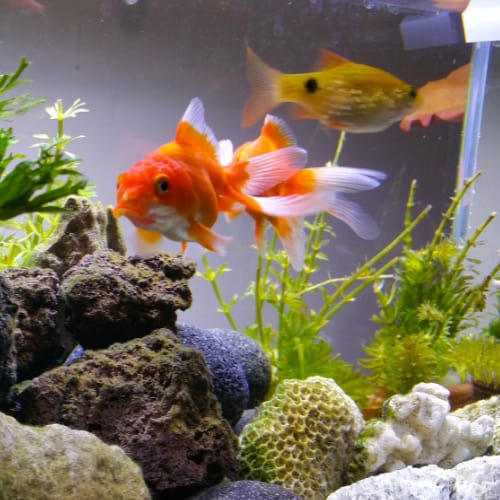 nitrates in aquarium