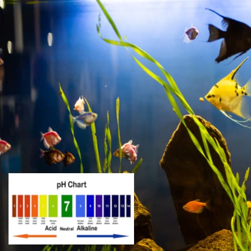 ph level in aquarium