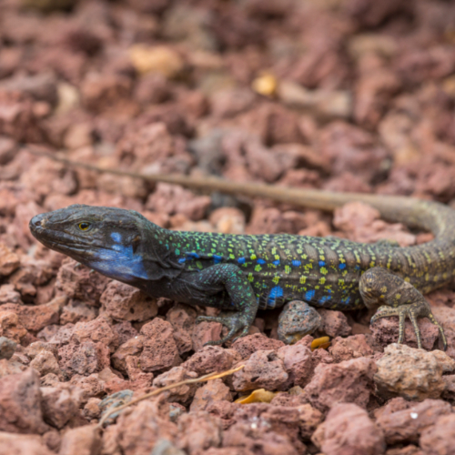 reptile substrates management techniques