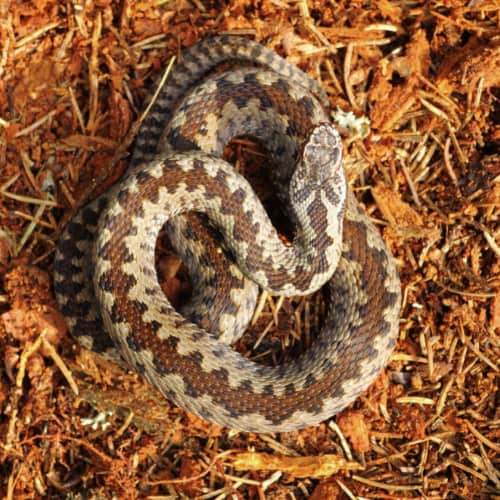 reptile substrates