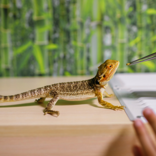 reptile care