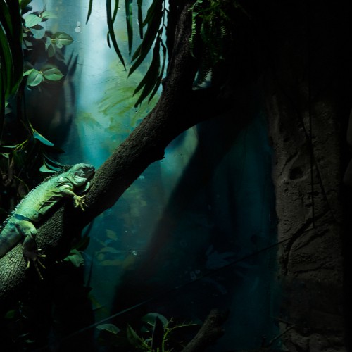 reptile lethargy