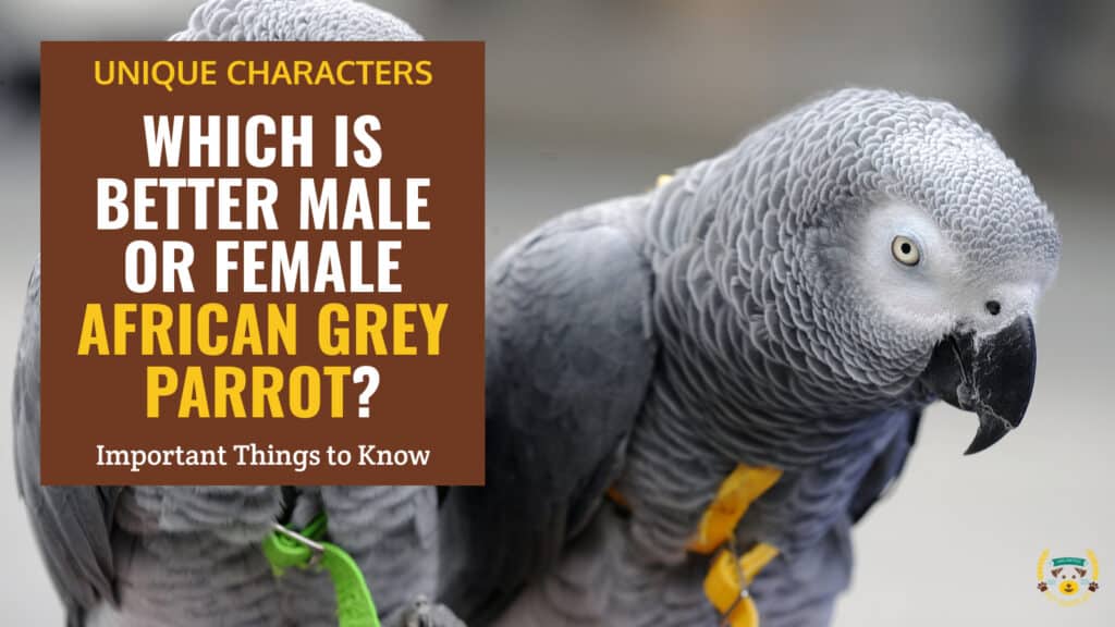 Which Is Better Male Or Female African Grey Parrot?