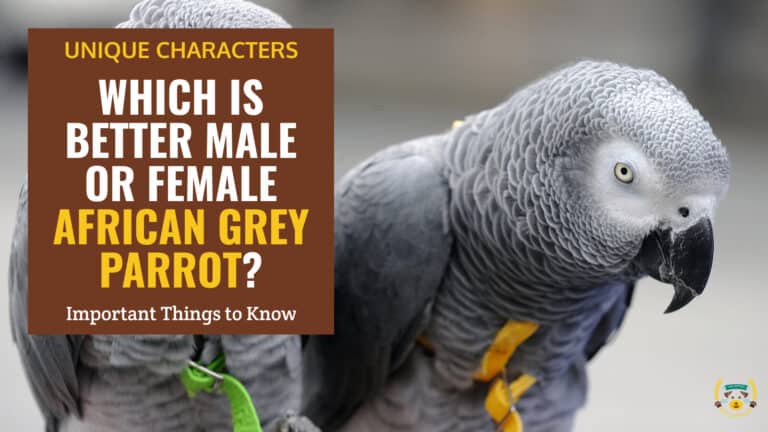 which better male or female african grey parrot