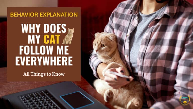 why my cat follow me everywhere