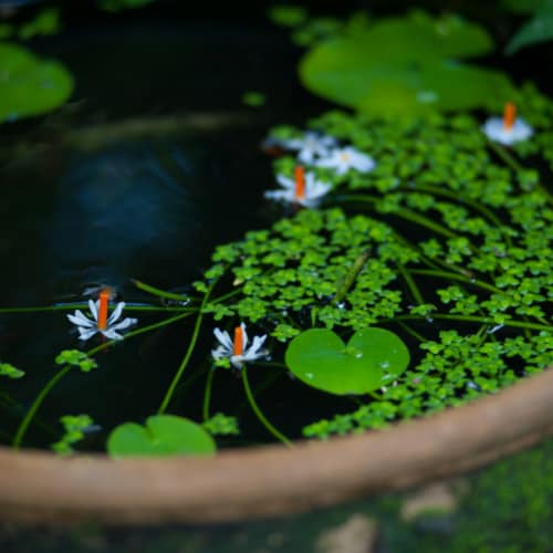 aquarium duckweed
