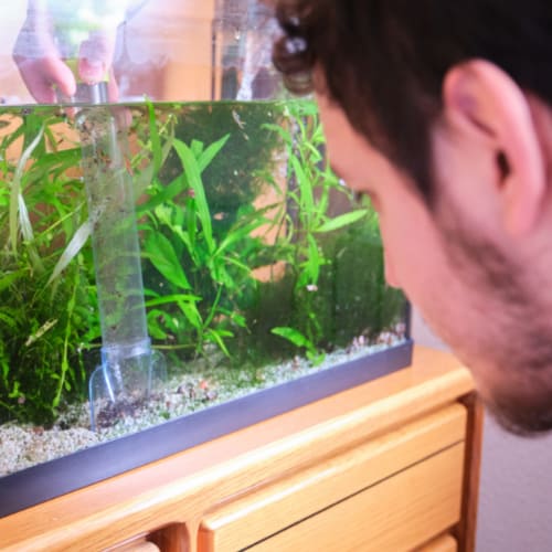 cleaning an aquarium