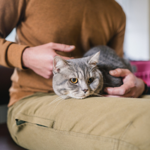 clingy cat