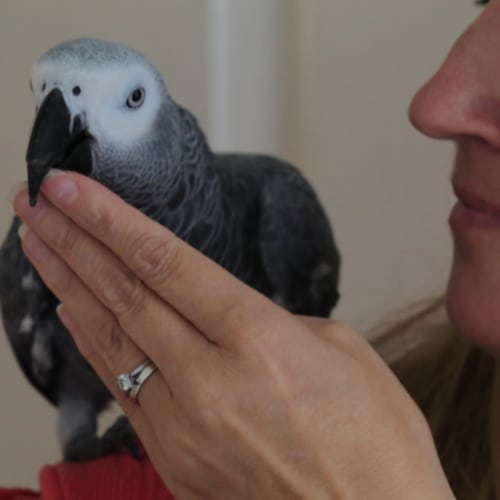 african grey parrot training