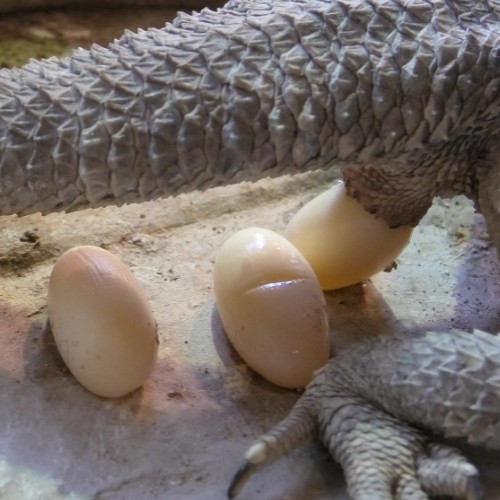 bearded dragon eggs