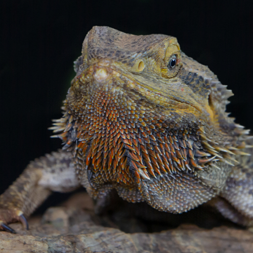bearded dragon close up