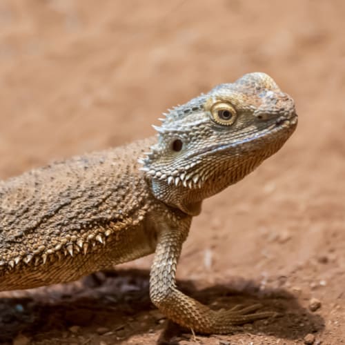 bearded dragon lifespan