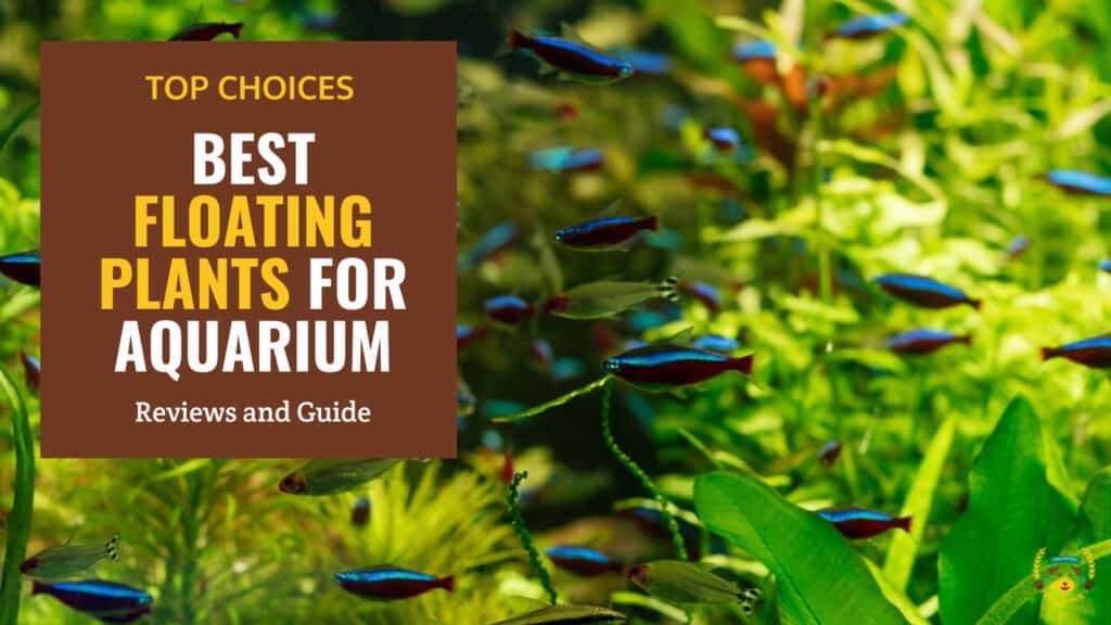 10 Best Floating Plants for Aquarium - Reviews & Guide