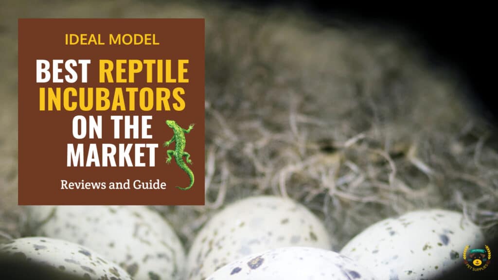 10 Best Reptile Incubators - Reviews & Guide