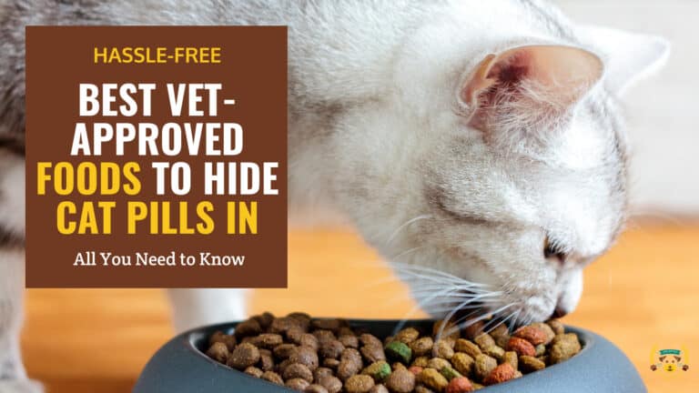 best vet approved foods to hide cat pills in