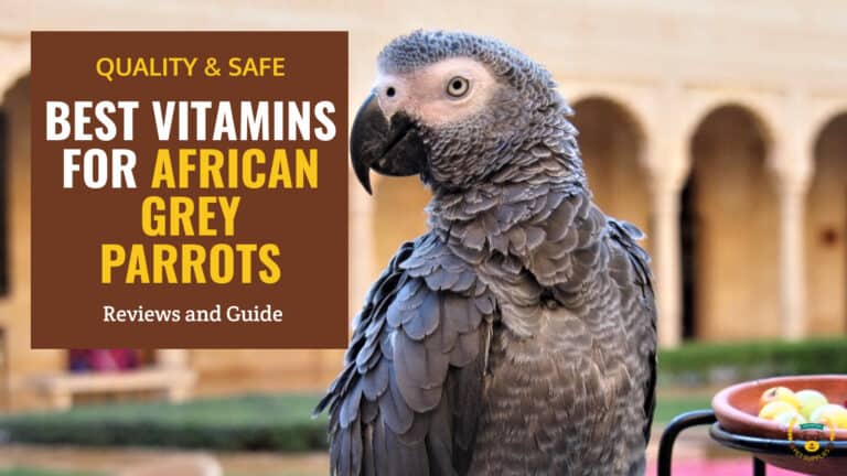 best vitamins for african grey parrots