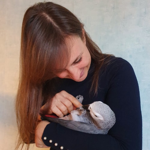 cared african grey parrot