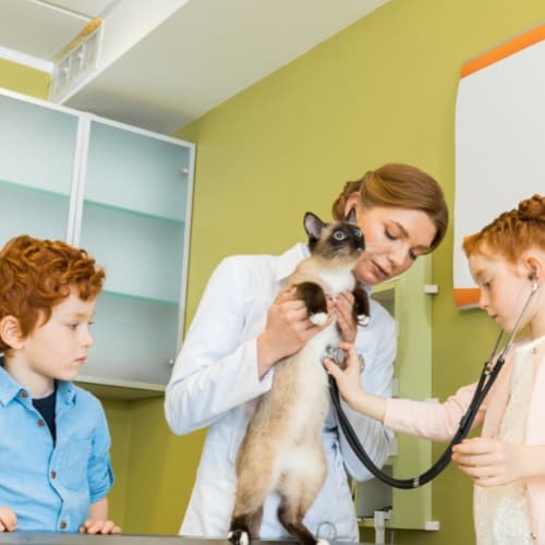 cat checkup