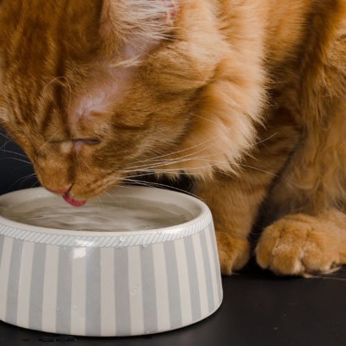 cat drinking water