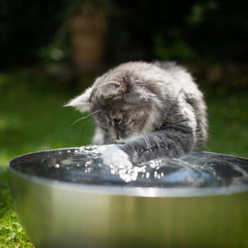 cat hydration