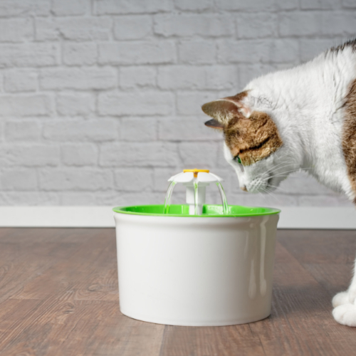 cat water fountain