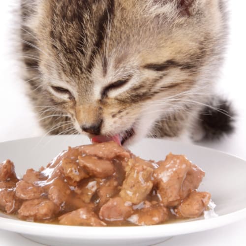cat wet food