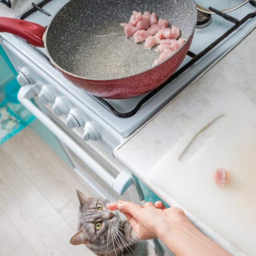 cooked meat for cat