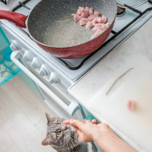 cooked meat for cat