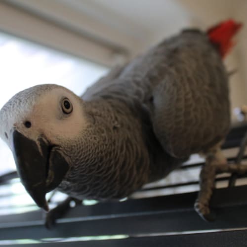 curious grey parrot
