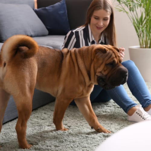 dog coat