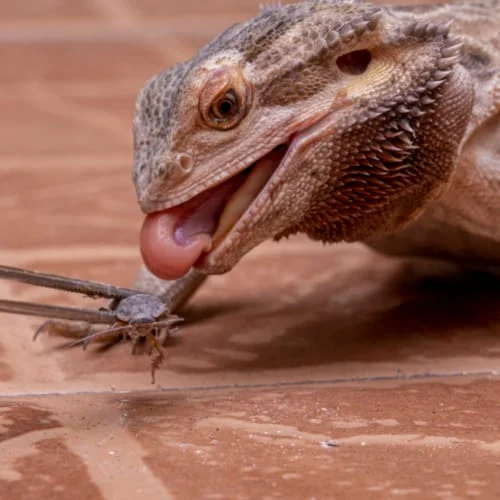 feeding bearded dragons