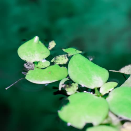 floating plants aquarium