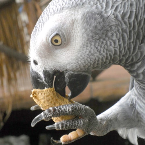 grey parrot eating nuts