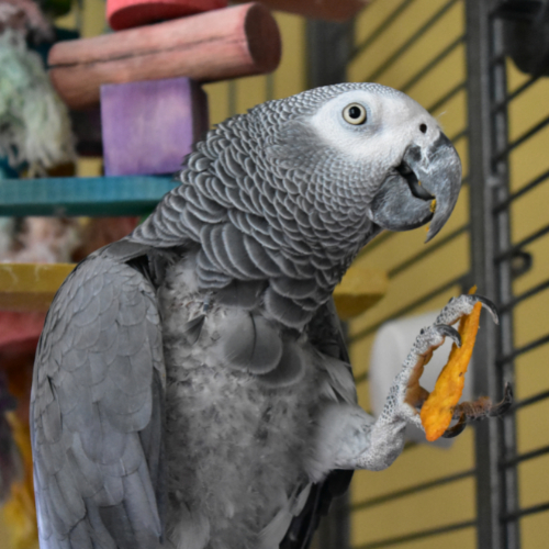 grey parrot diet