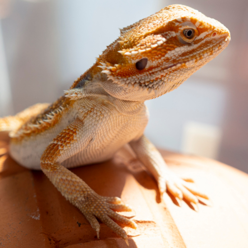 healthy bearded dragons