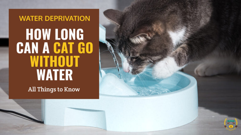 how long can a cat go without water