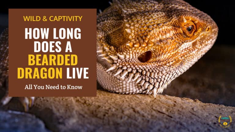 how long does a bearded dragon live