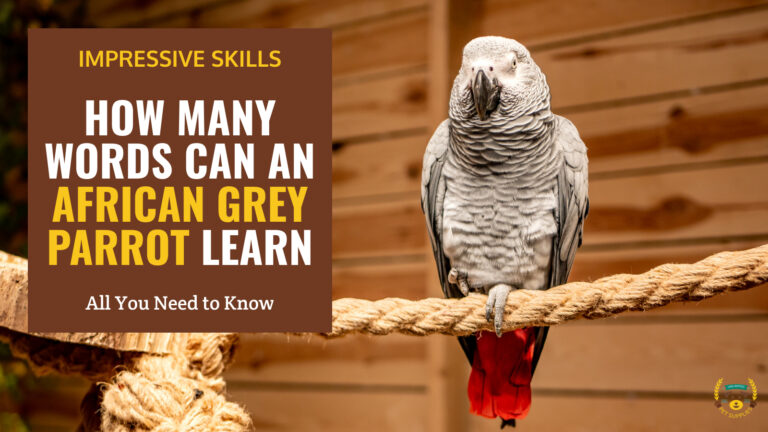 how many words can an african grey parrot learn