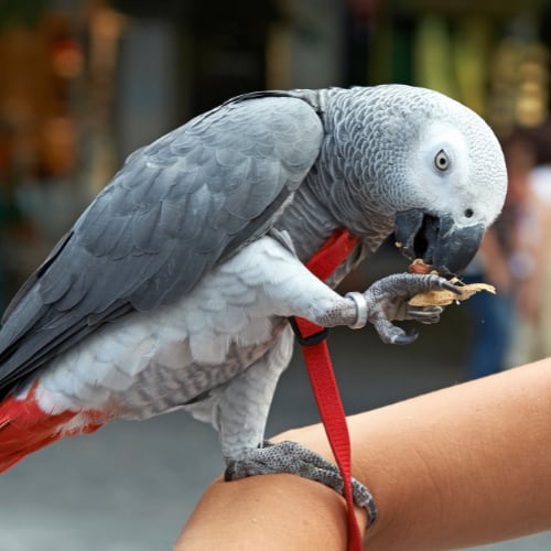 impressive african grey parrot