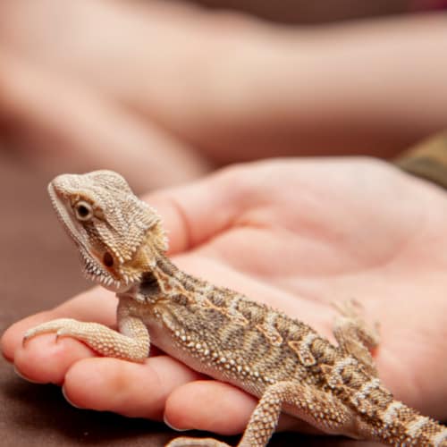 juvenile bearded dragon