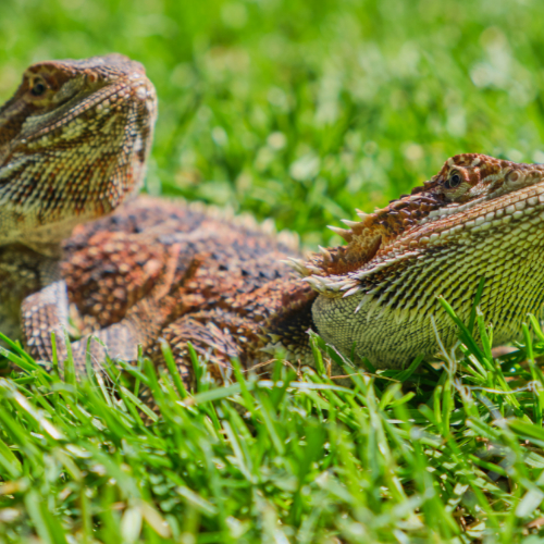 male and female bearded dragons