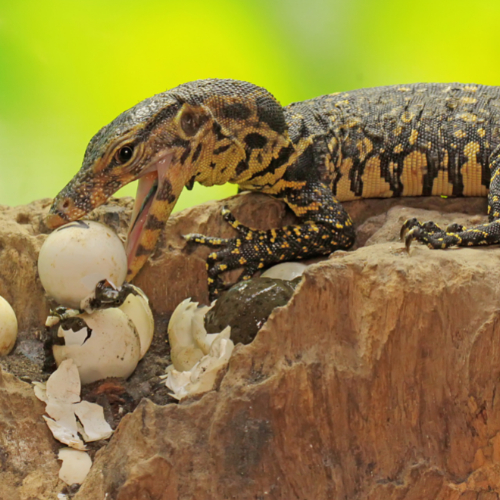reptile egg hatch