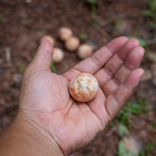 reptile egg monitoring