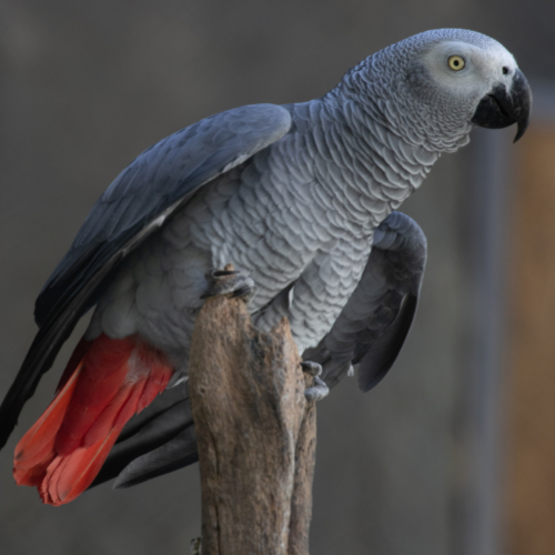 talented african grey parrot
