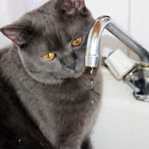 thirsty cat